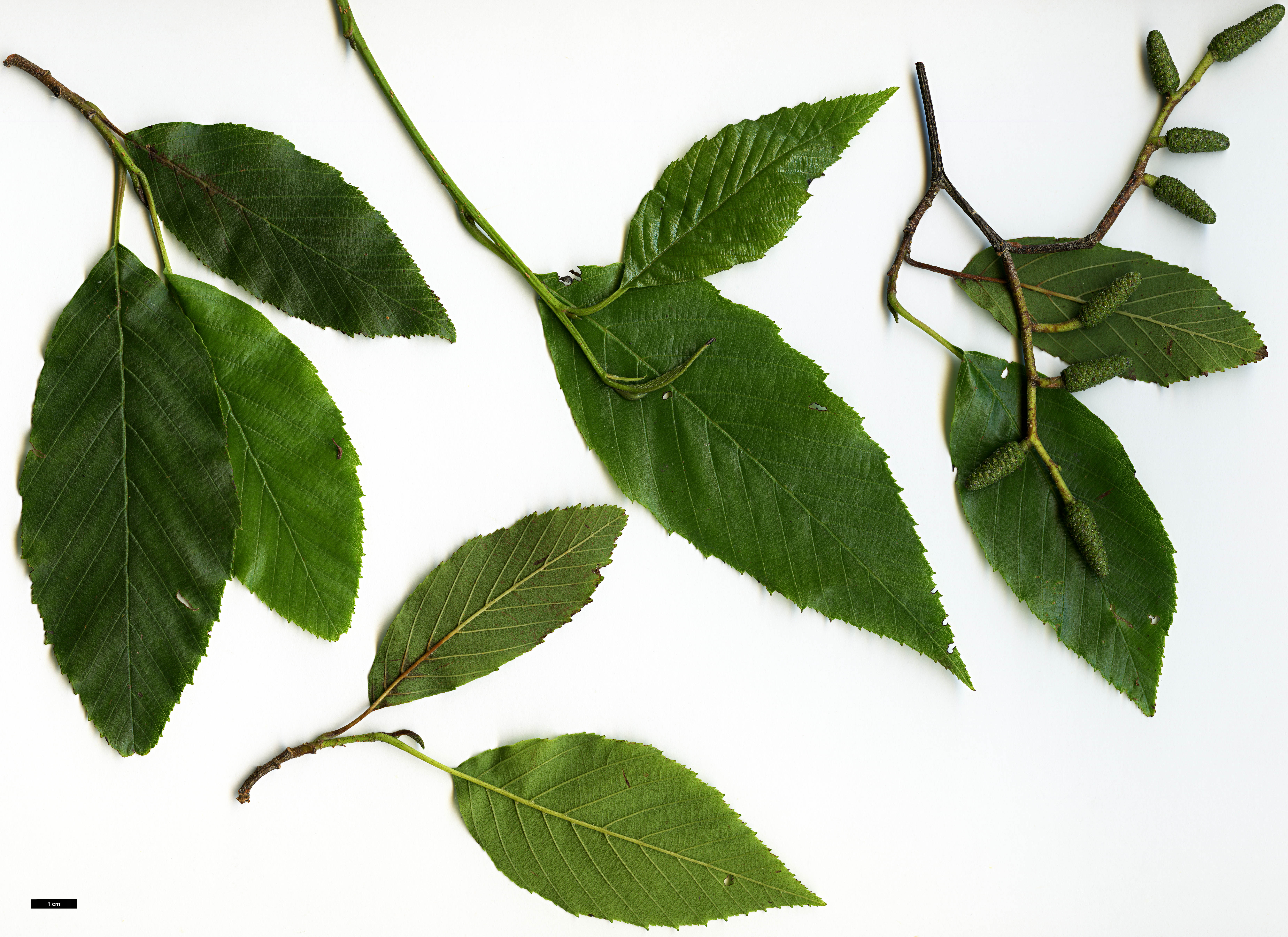 High resolution image: Family: Betulaceae - Genus: Alnus - Taxon: acuminata - SpeciesSub: subsp. glabrata